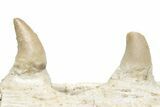 Mosasaur (Halisaurus) Jaw Section with Six Teeth - Morocco #225278-5